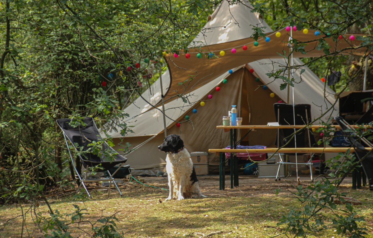 Blog: Camping in Holland mit Hund