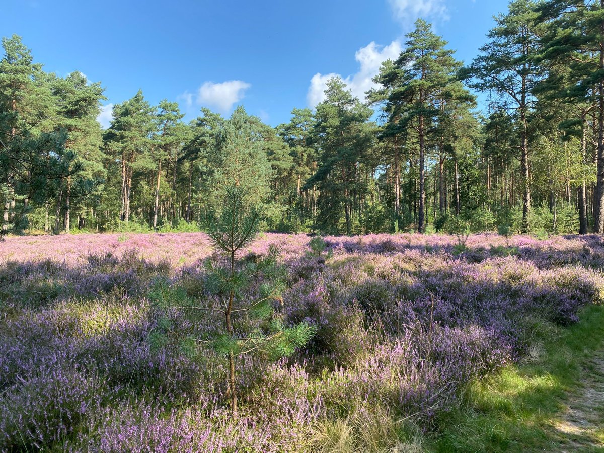 Blog: Naturcampingplatz in Holland