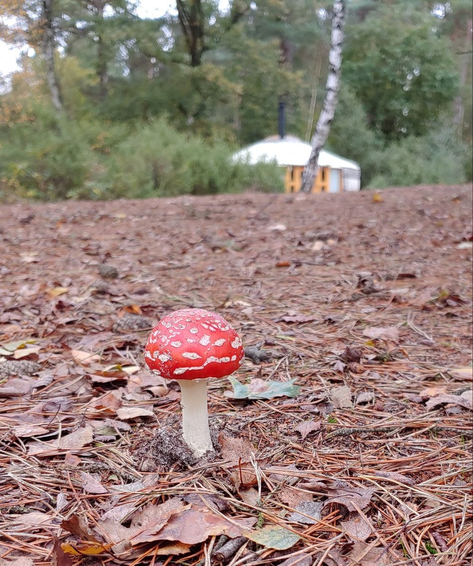 Yurt op Landgoedcamping Het Meuleman in De Lutte.