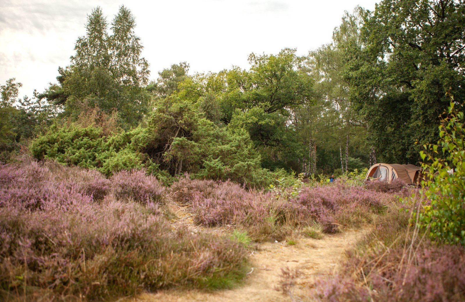 20220811 hetmeuleman lutterzand robbaas lr 4