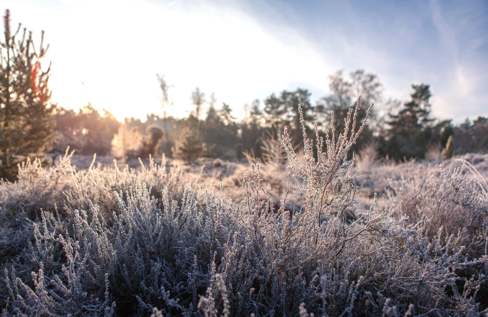 20230118 meuleman winteryurts lr robbaas 16