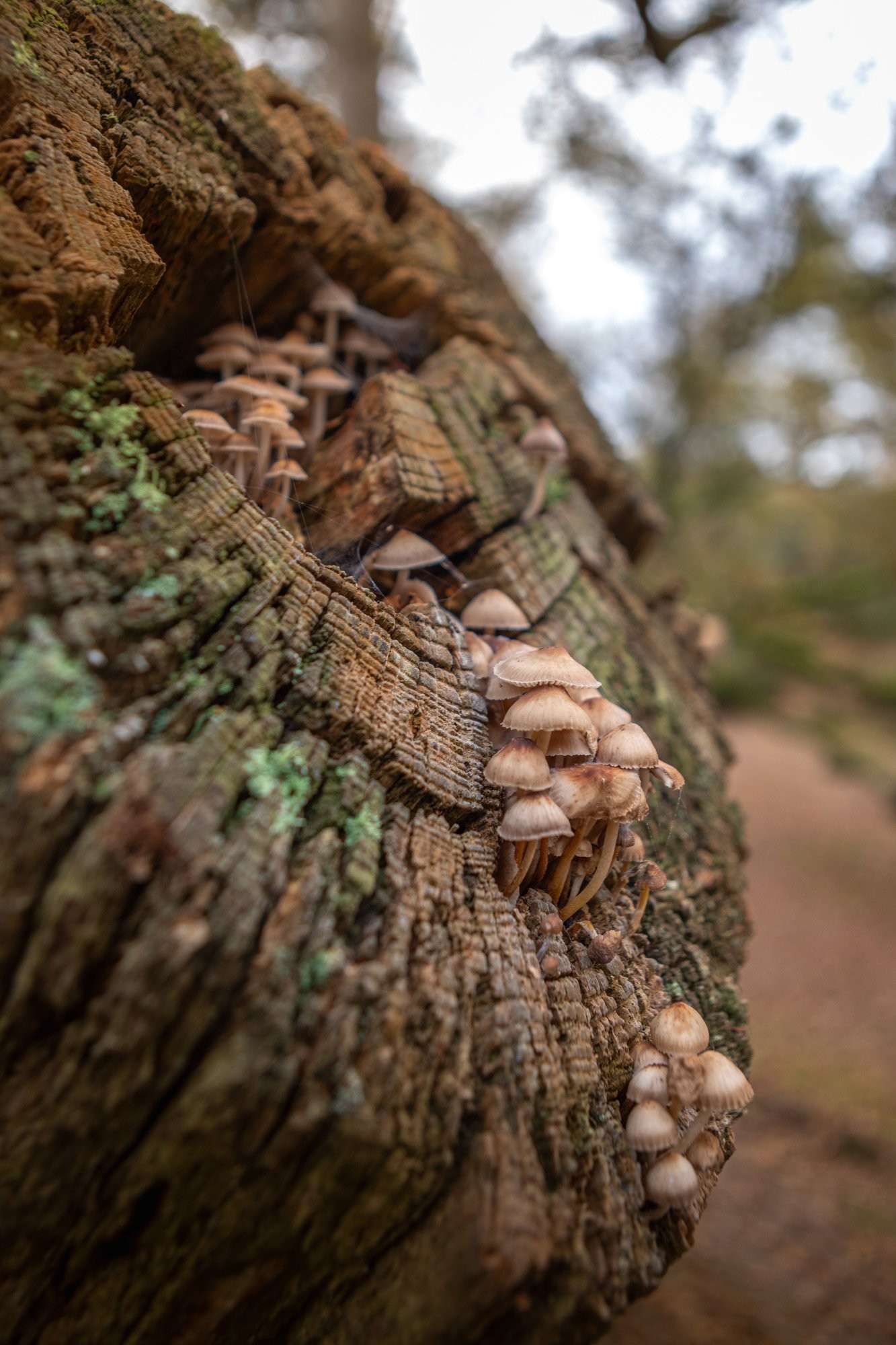 20241101 meuleman natuurpod herfst lr robbaas 22