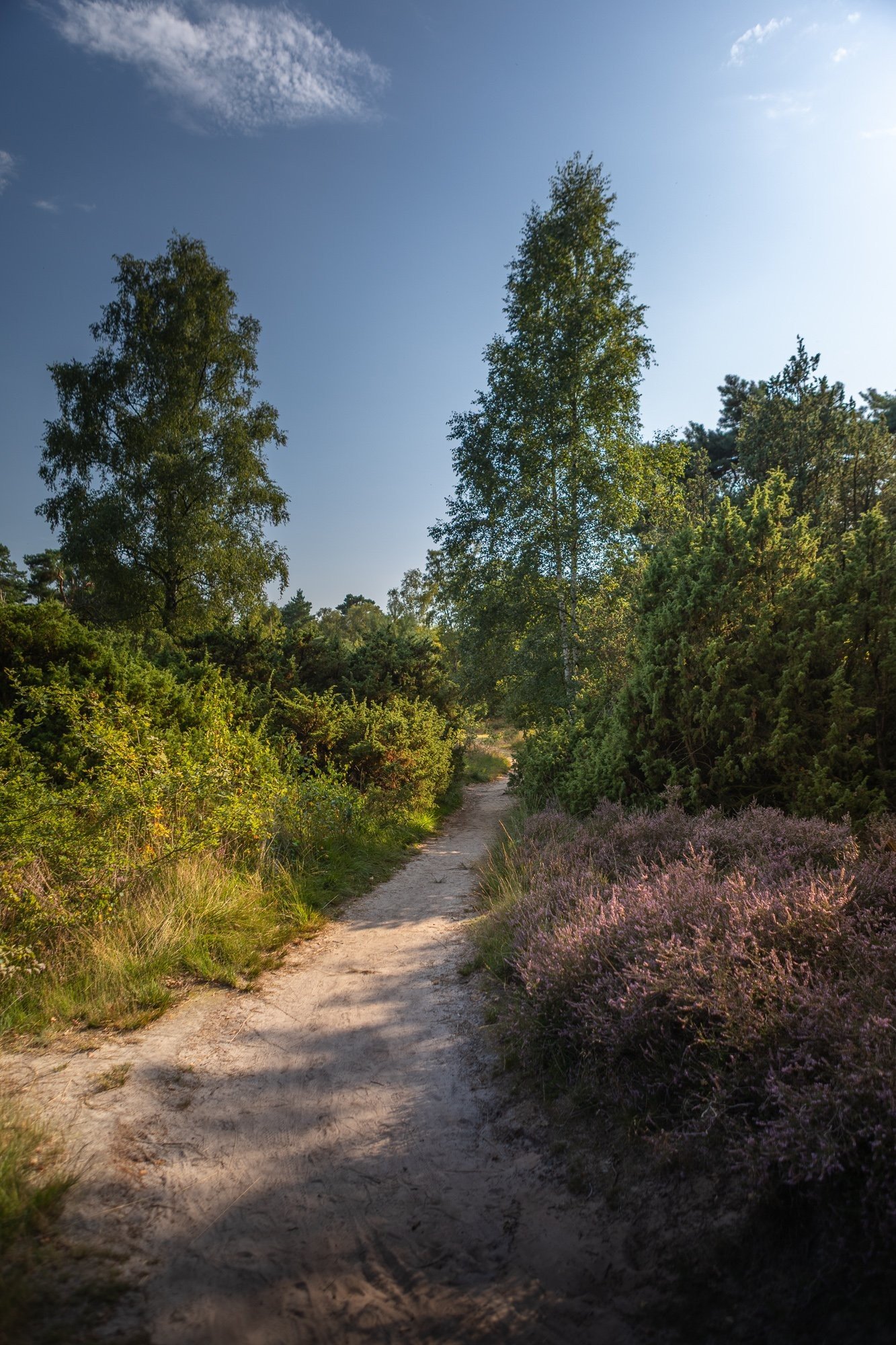 20250812 meuleman zomer lr robbaas 68