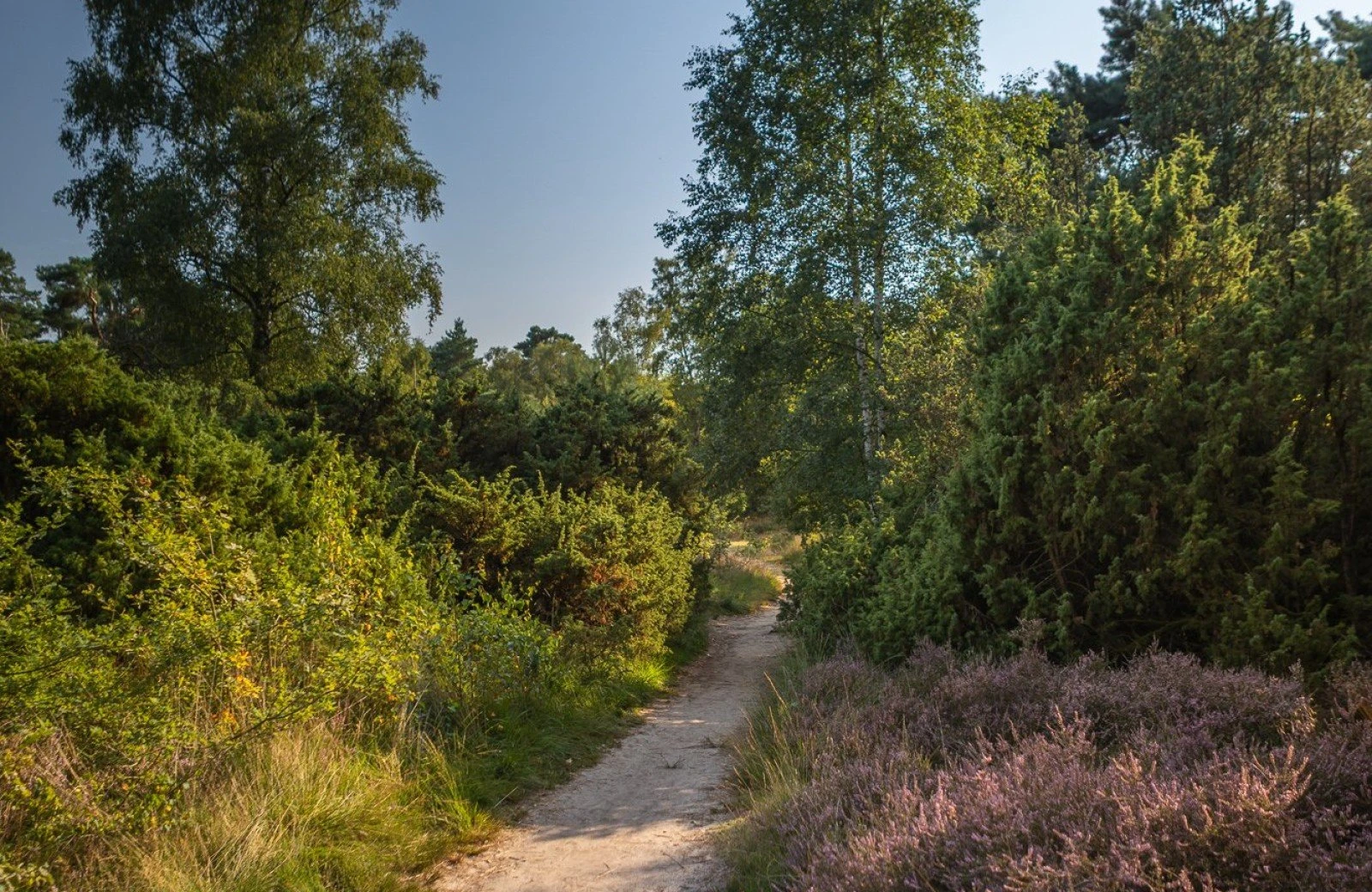 20250812 meuleman zomer lr robbaas 68