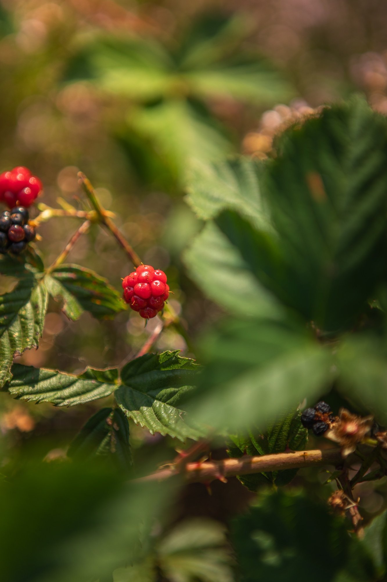 20250812 meuleman zomer lr robbaas 71