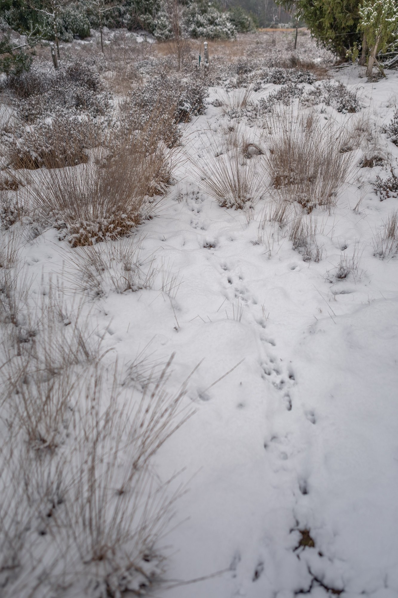 20260106 meuleman winter lr rob baas 28