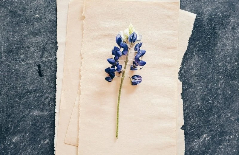 Papier maken met bloemen