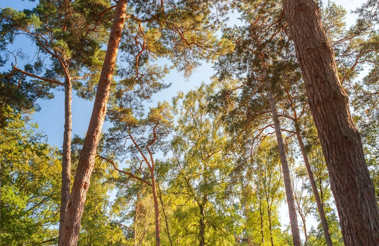 Plek 023 20230909 meuleman nazomer en pizza lr rob baas 17